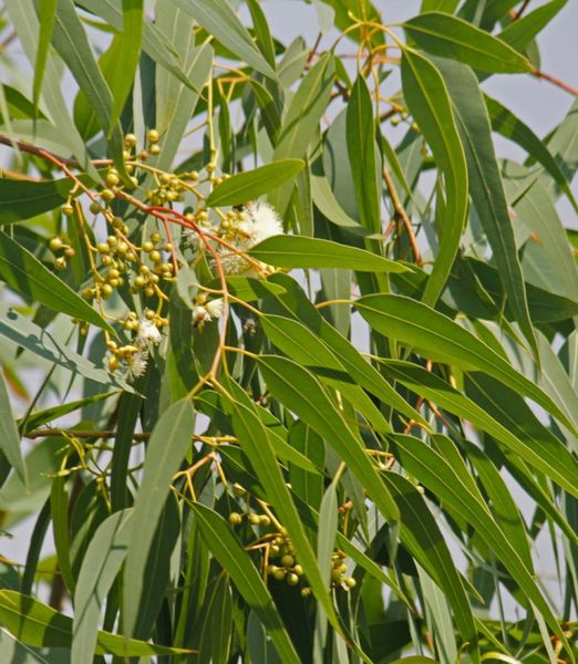 Eucalyptus citriodora